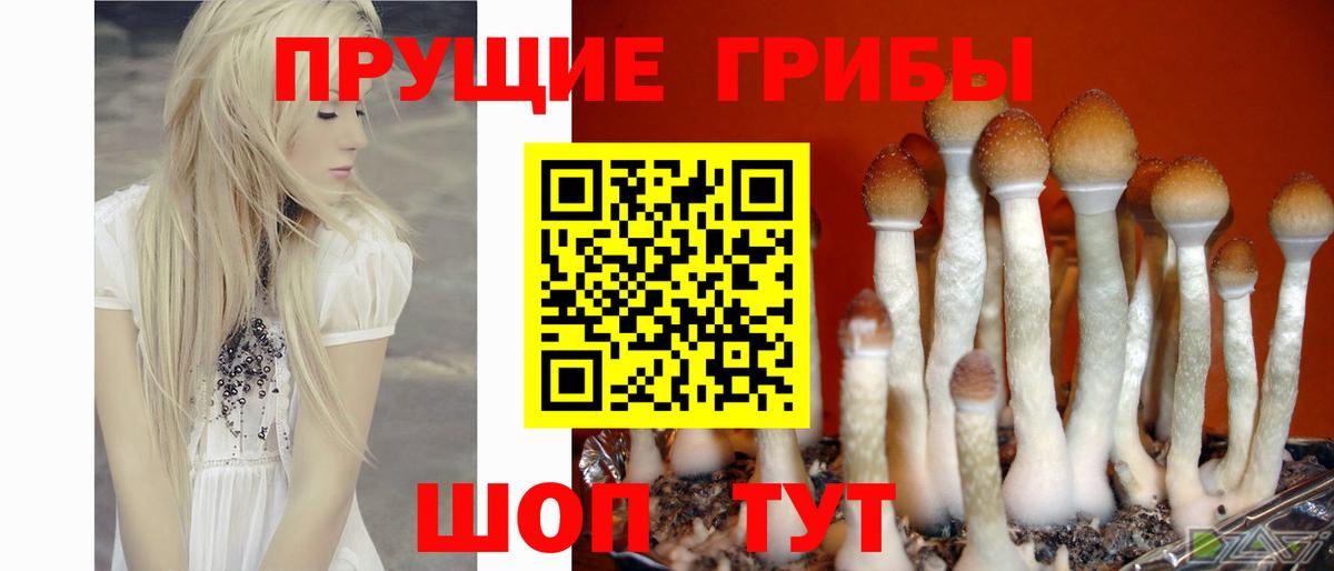 Псилоцибиновые грибы Magic Shrooms Курчалой